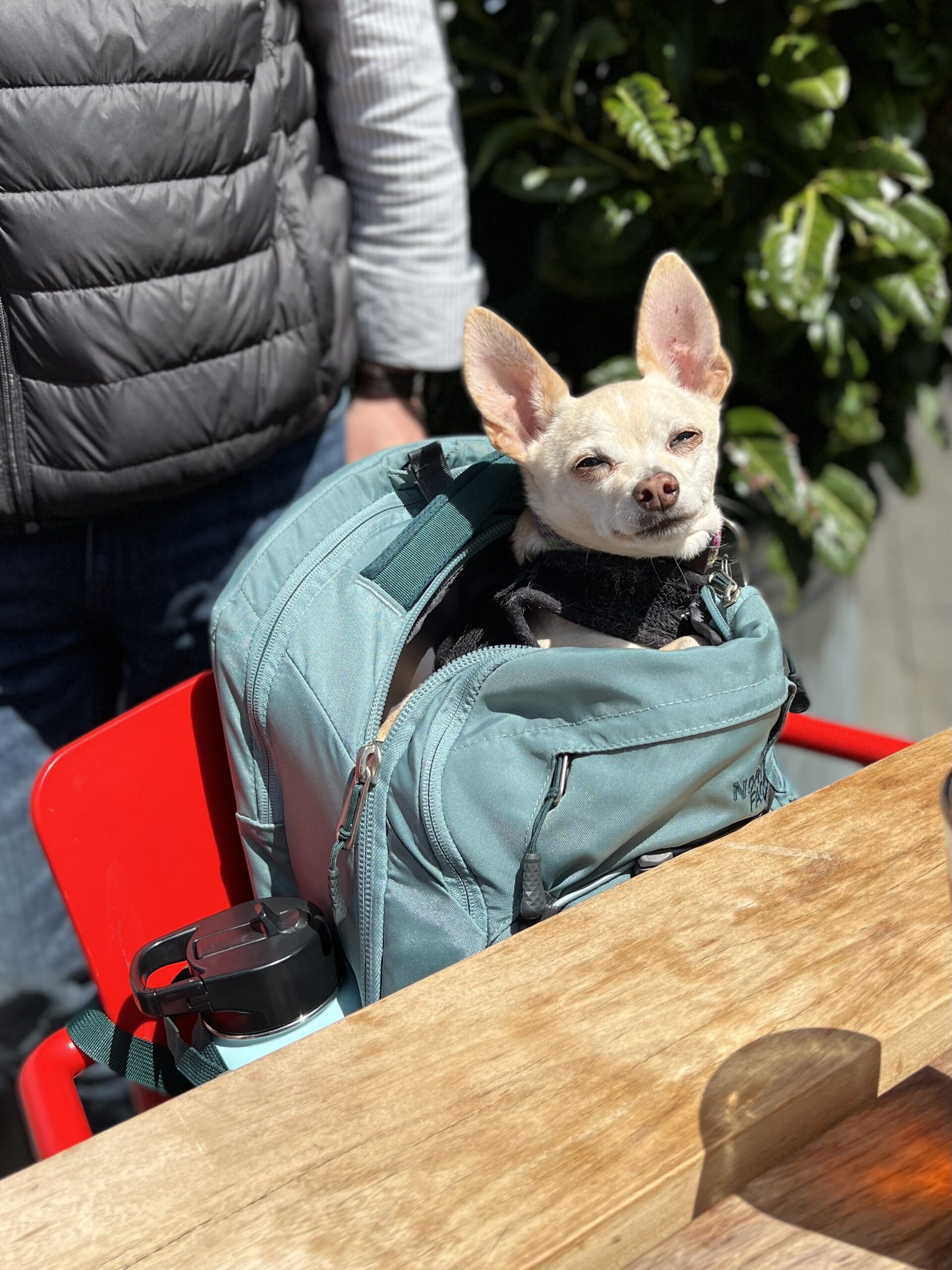 Fawn And White Chihuahua In A Backpack