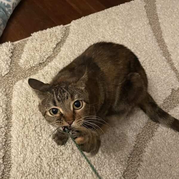Tiger Tabby Cat Playing With Cat Toy