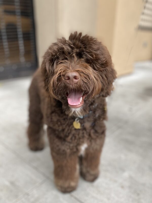 Brown Labradoodle With White Splotches
