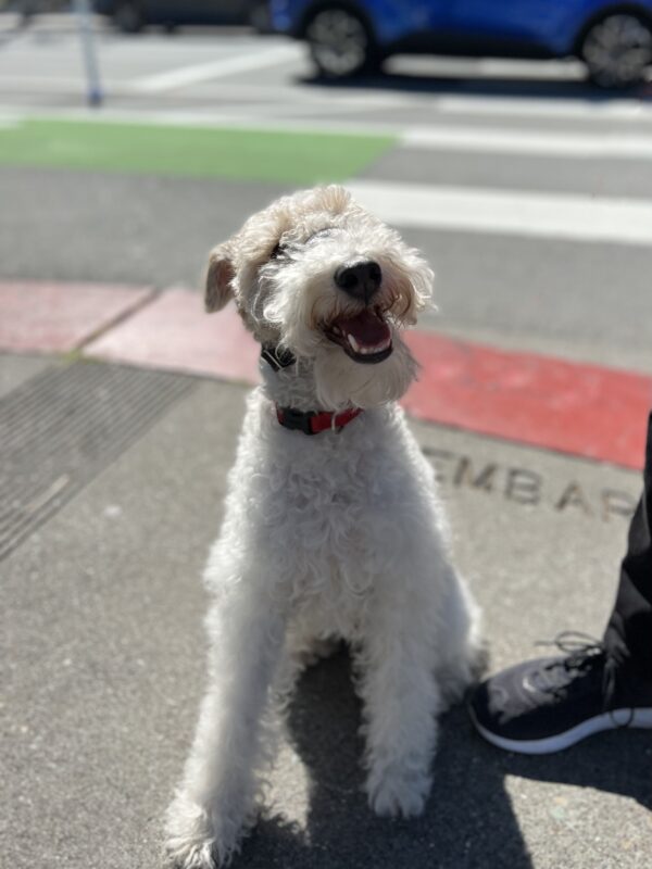 White And Ginger Wire Fox Terrier Grinning