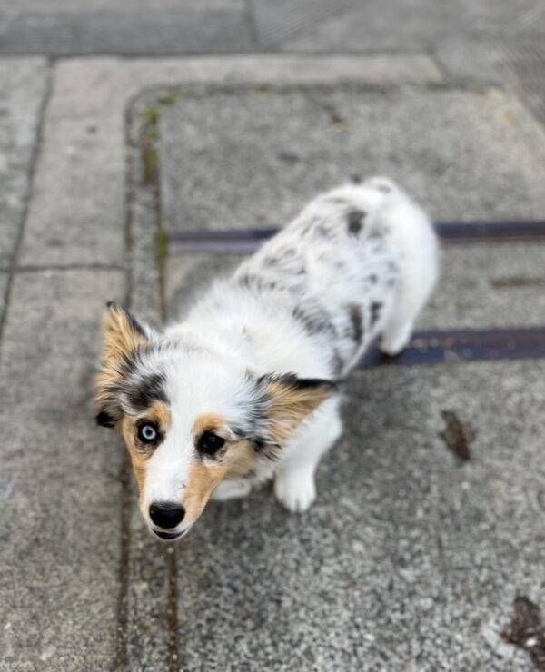 Corgi x best sale australian shepherd