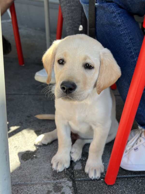 Yellow Labrador Retriever Mix Puppy Looking Thoughtful And A Little Sad