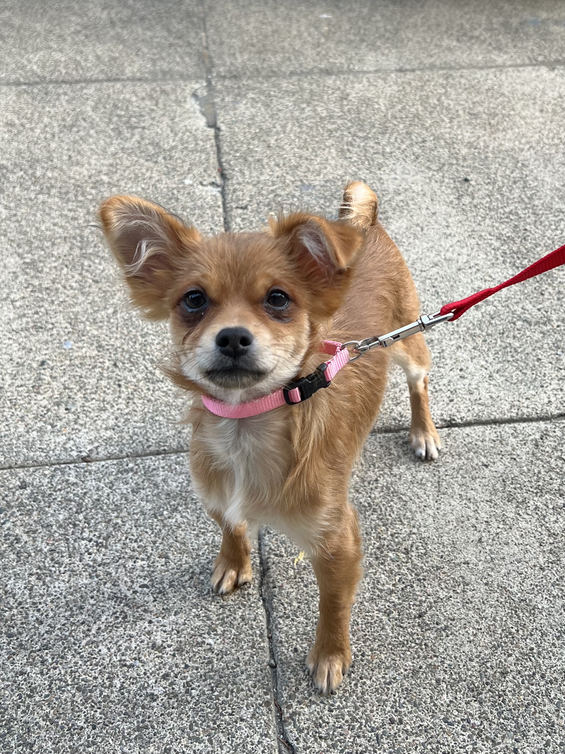 Chihuahua Pomeranian Mix Puppy With One Flopped Ear