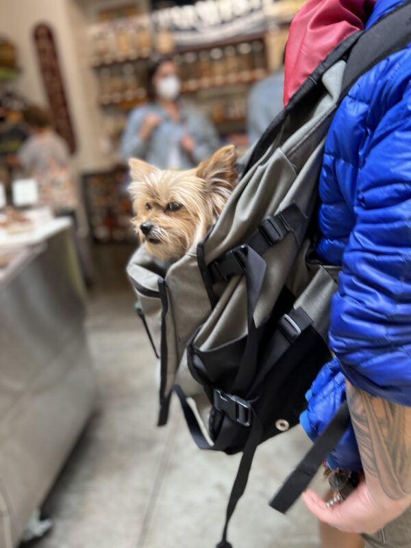 Norwich Terrier In A Backpack
