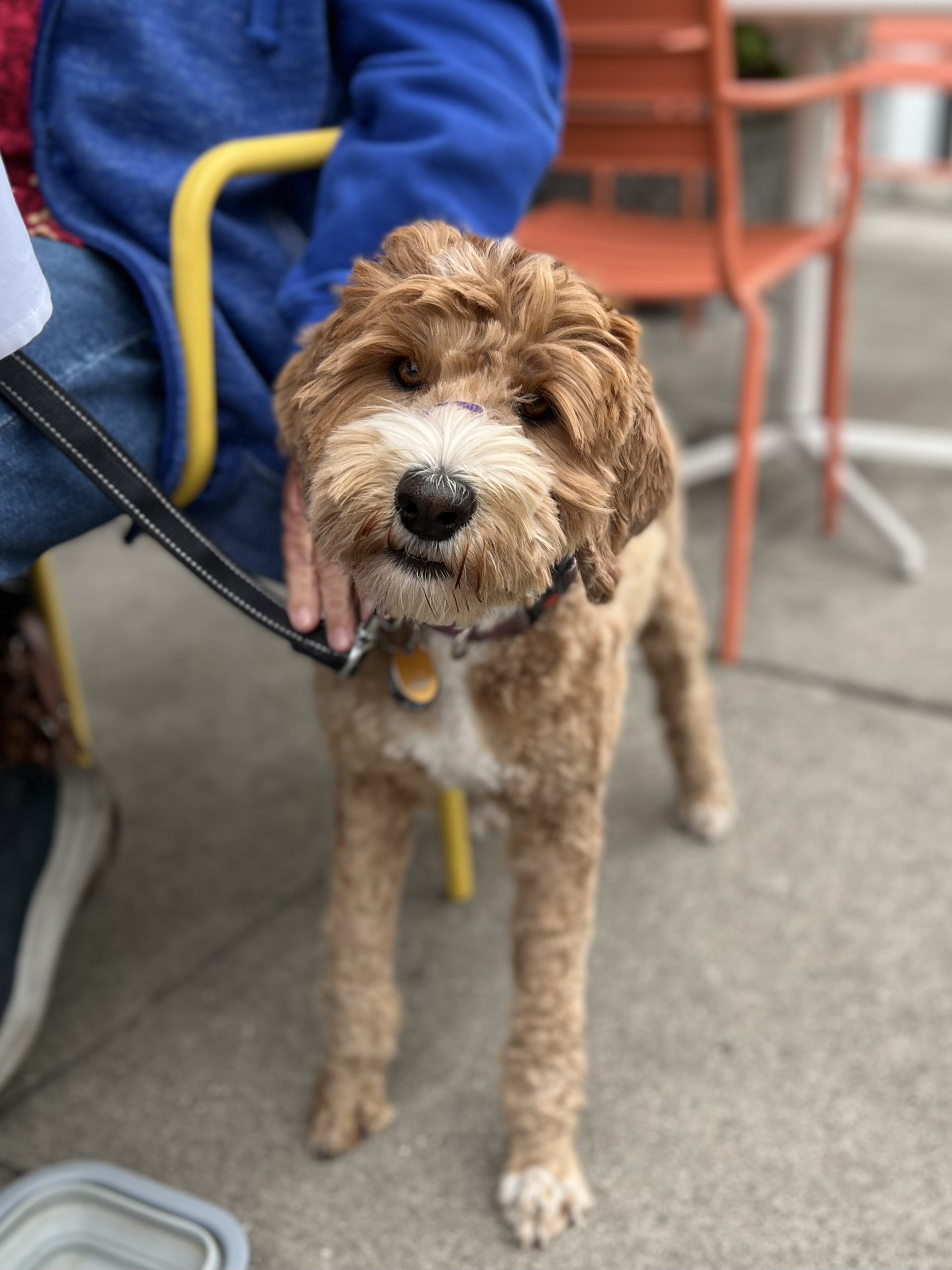 Yellow Labradoodle With White Markings On Her Muzzle