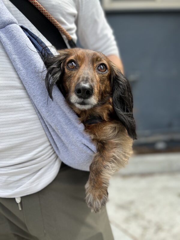 Long-Haired Miniature Dachshund Being Carried In A Sling