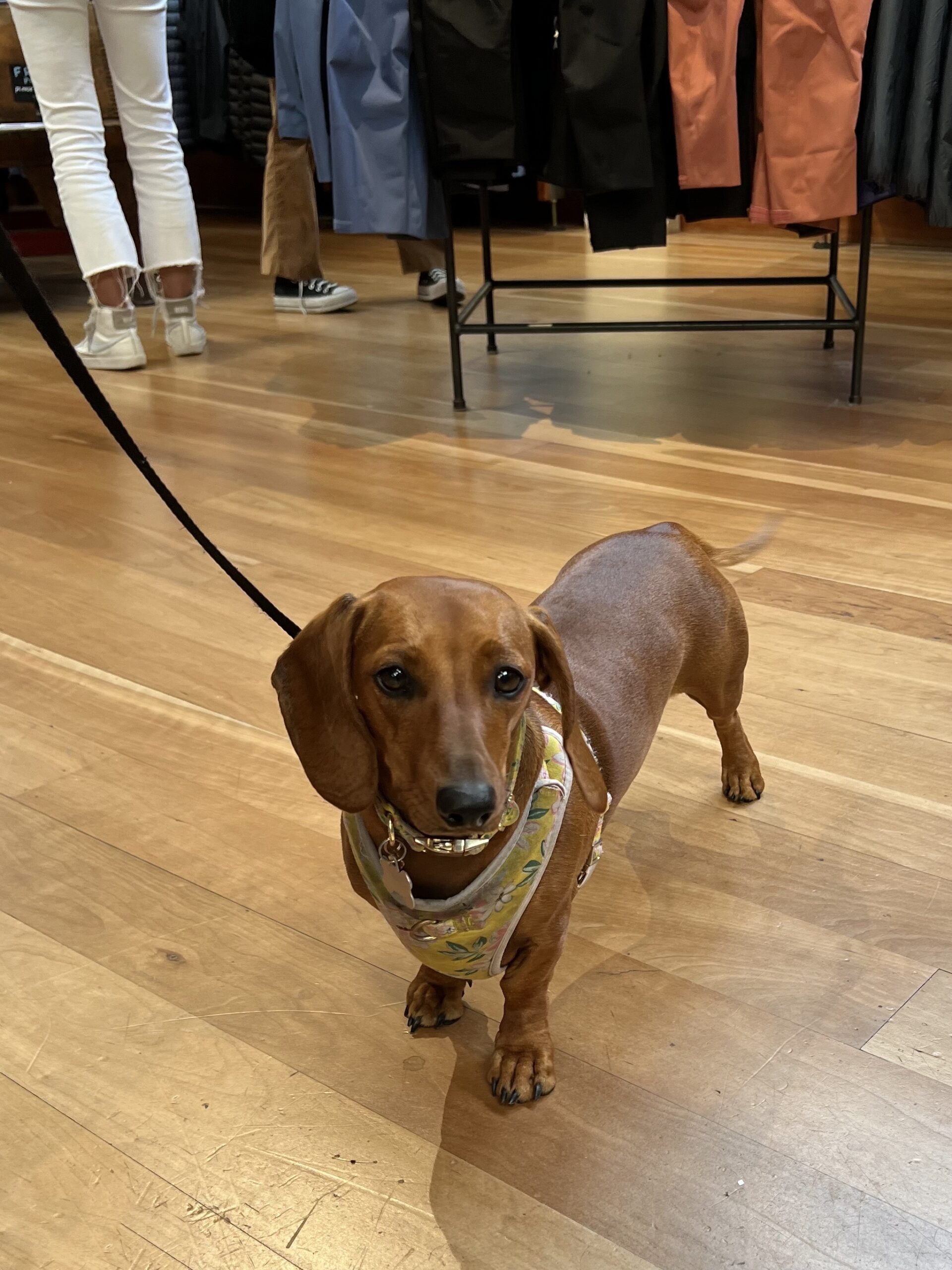 Dachshund In A Store