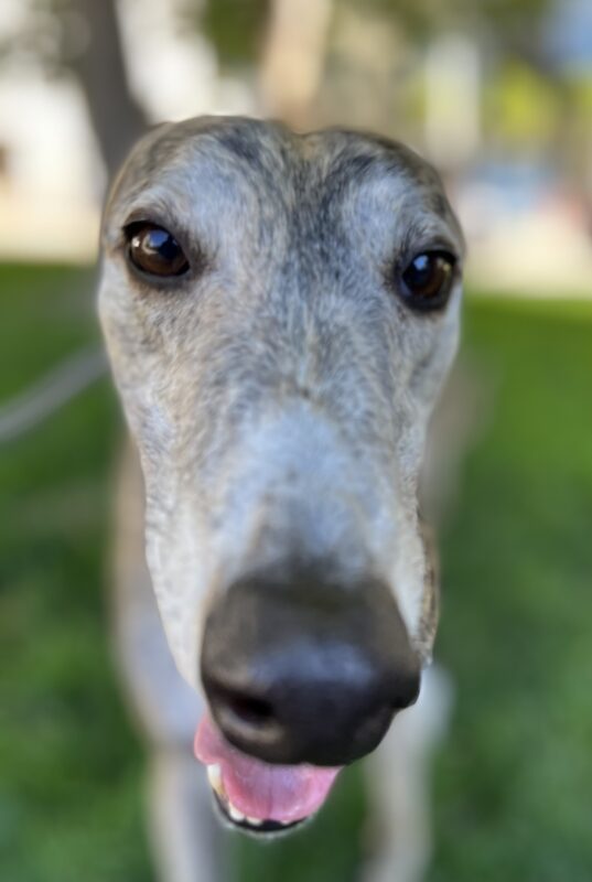 Brindle Greyhound Staring Into The Camera