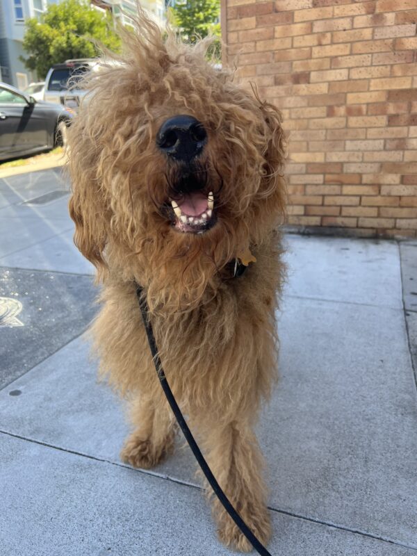 Extremely Fluffy And Scruffy Airedale Terrier Grinning
