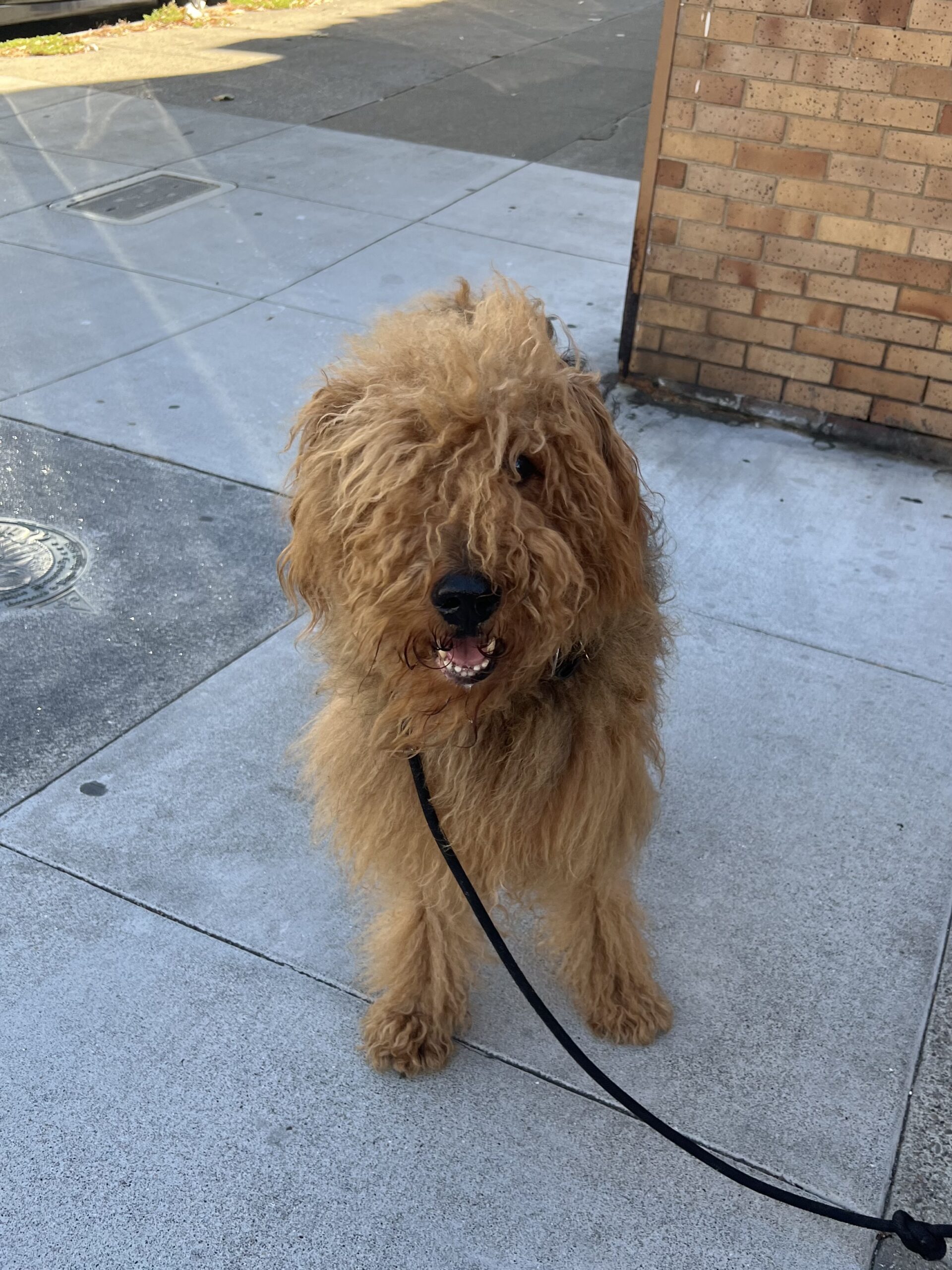 Extremely Fluffy And Scruffy Airedale Terrier