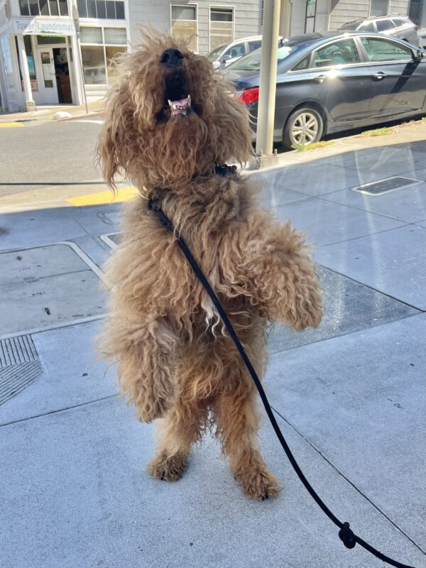Extremely Fluffy And Scruffy Airedale Terrier Standing On His Hind Legs