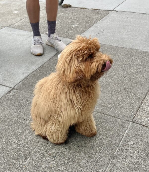 Labradoodle With Really Long Fur