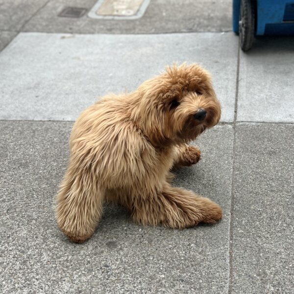 Labradoodle With Really Long Fur
