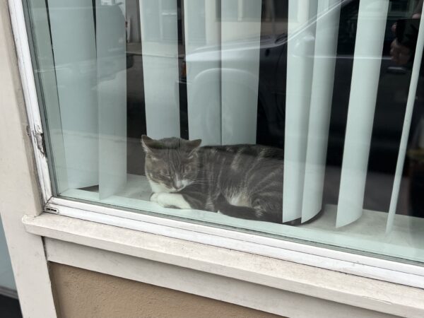 Cat Snoozing In A Window