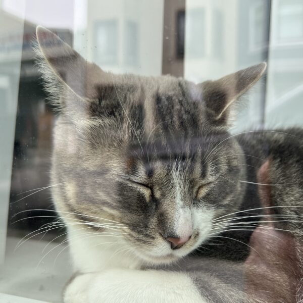 Cat In A Window With Eyes Closed