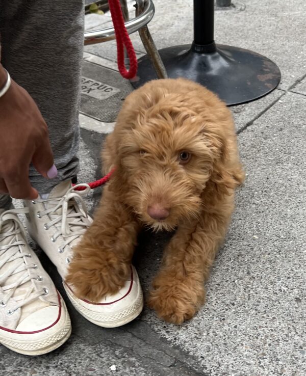 Labradoodle Puppy With His Paw On Someone's Sneaker