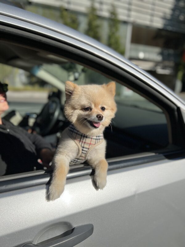 Pomeranian With Puppy Cut Sticking Her Head Out A Car Window