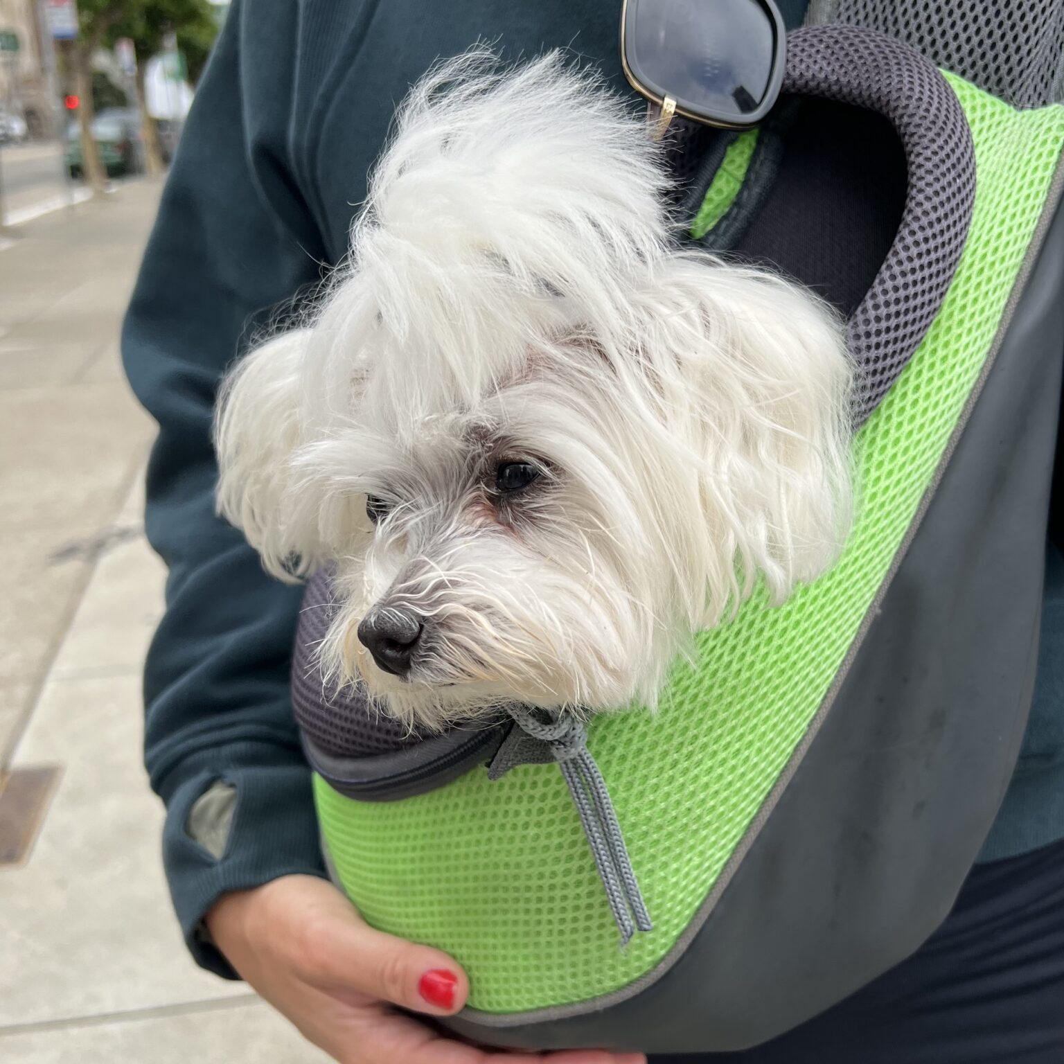 Maltese Dog In Bag
