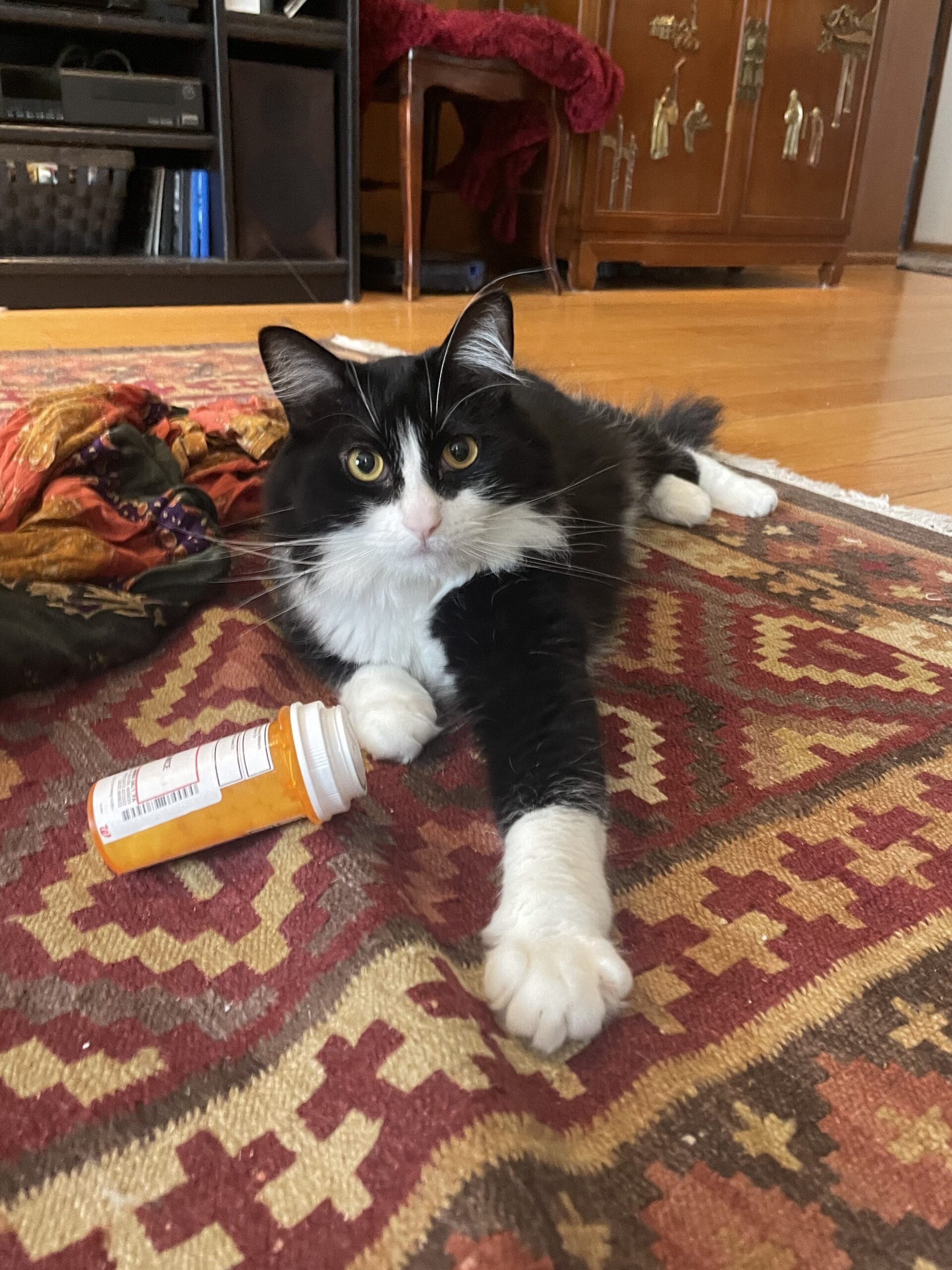 Tuxedo Kitty With Pill Bottle