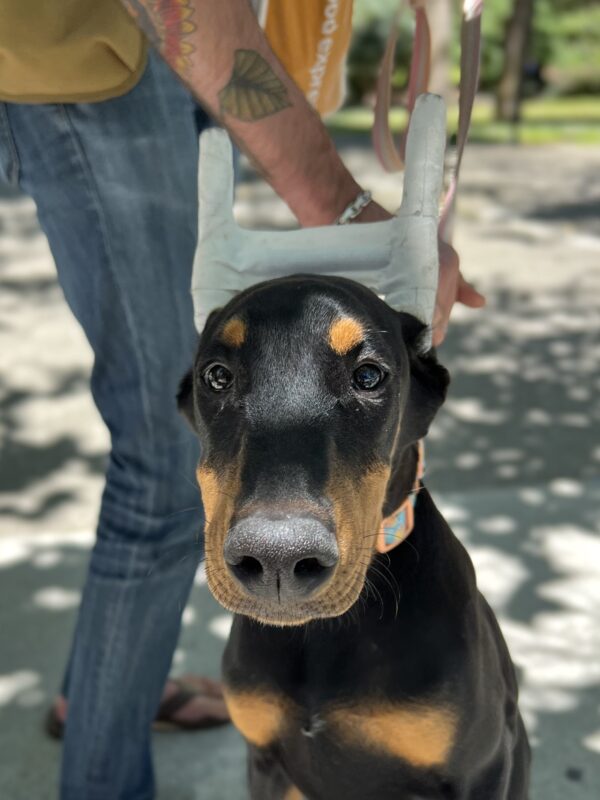 Doberman Pinscher Puppy With Ears Taped Up
