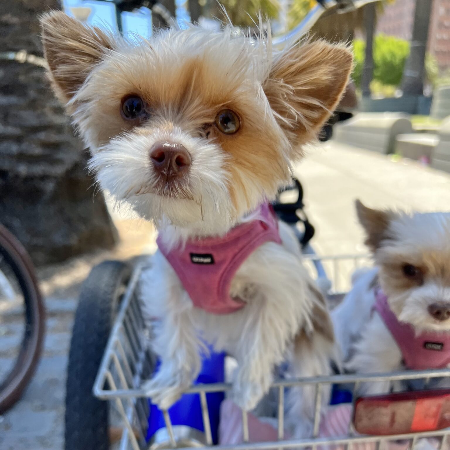 Two Yorkshire Terriers In The Basket Of An Adult Tricycle