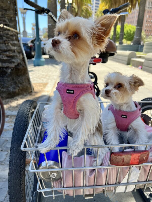 Two Yorkshire Terriers In The Basket Of An Adult Tricycle