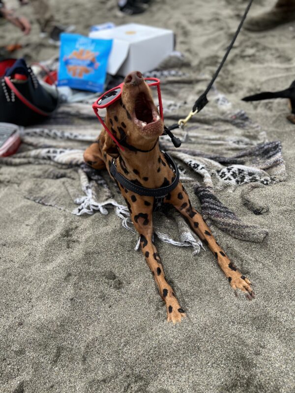 Miniature Pinscher Painted With Leopard Spots Wearing Sunglasses And Yawning
