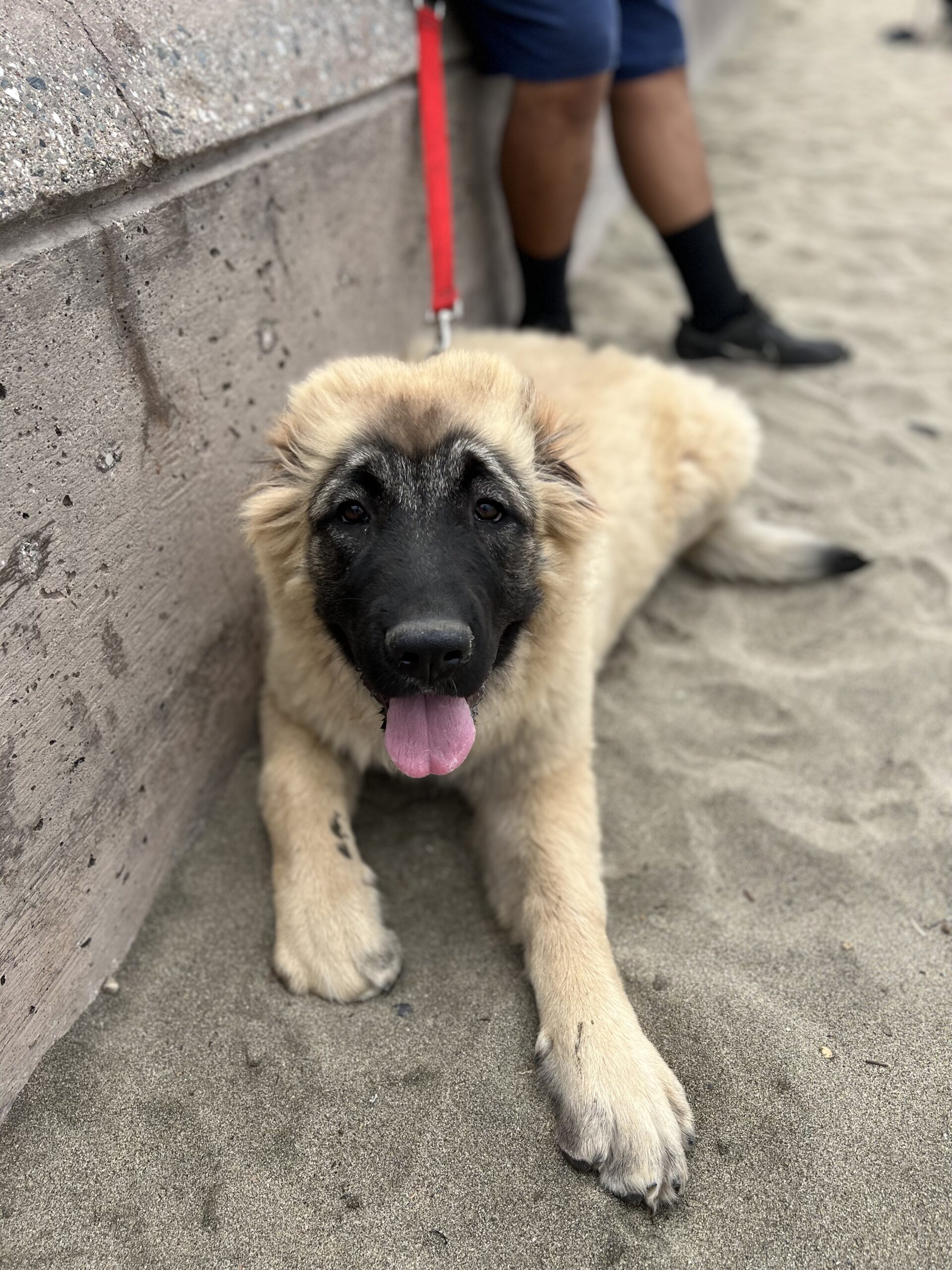 Caucasian Shepherd Puppy On Beach