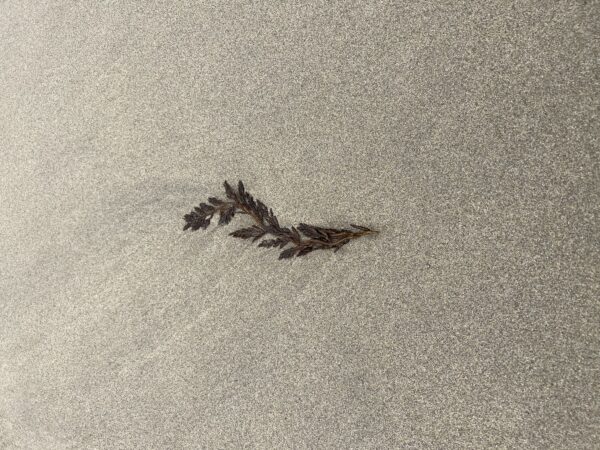 Kelp Strand On Sand