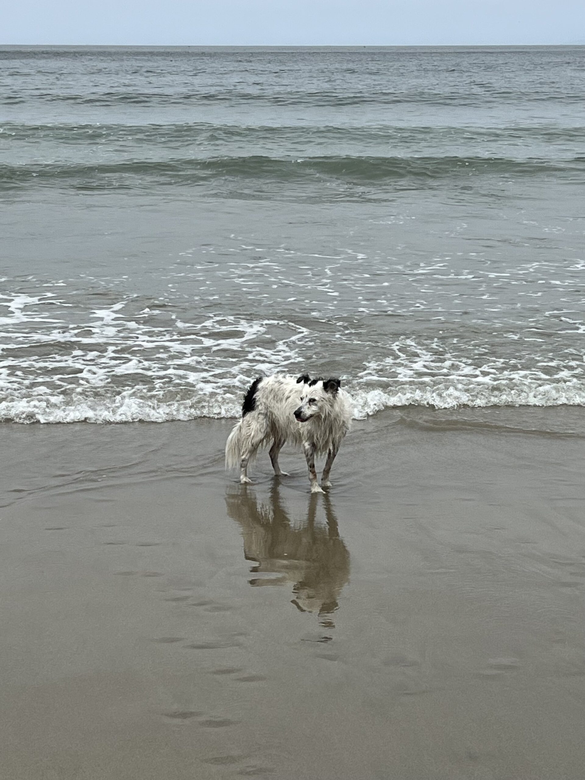 Black And White Border Collie Playing In The Ocean