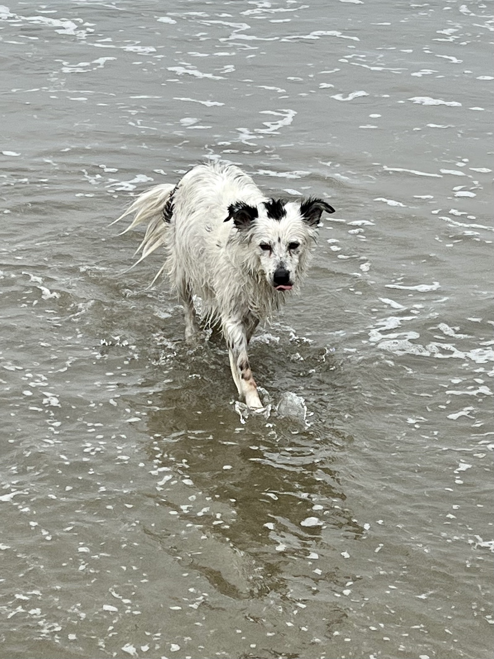 Black And White Border Collie Playing In The Ocean