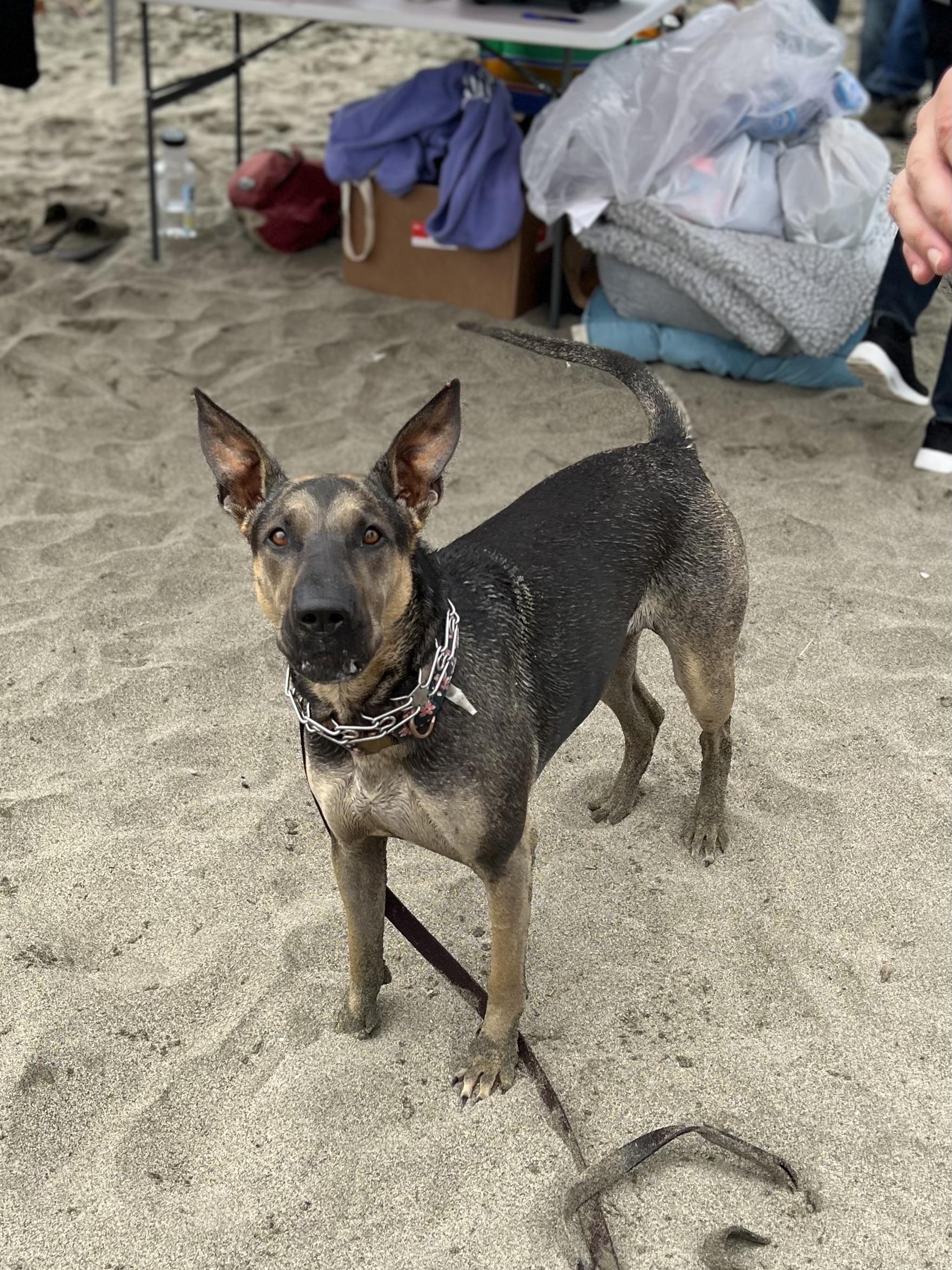 German Shepherd Mix Dog With Huge Ears