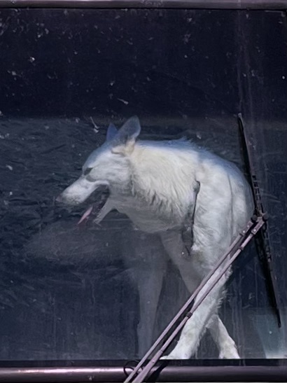 Siberian Husky Standing On The Dashboard Of An RV