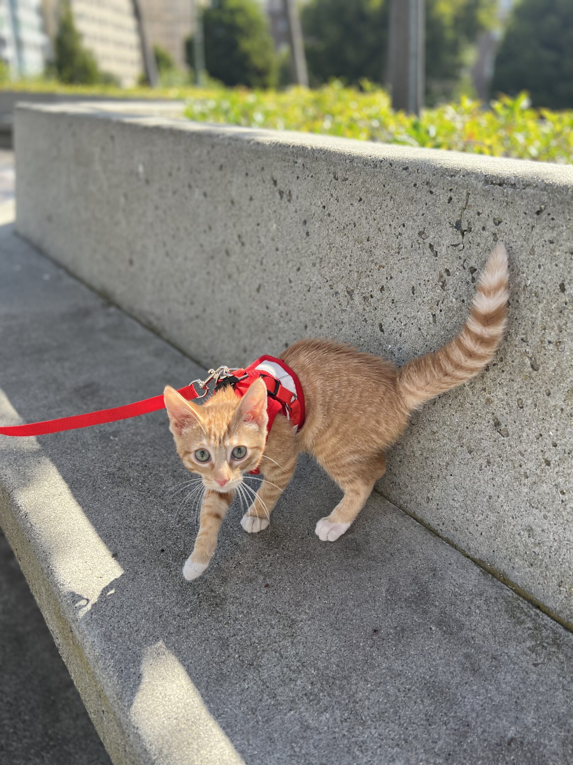 Marmalade Tiger Tabby Kitten In A Harness Out For A Walk