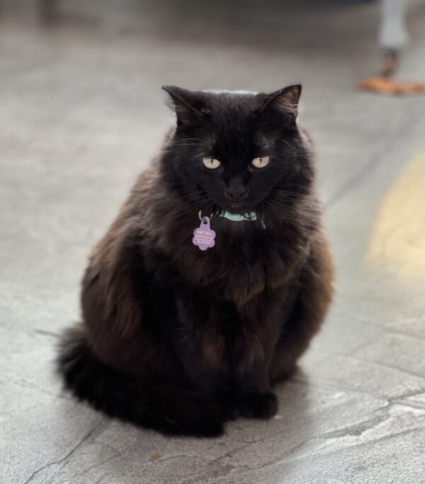 Black Floofy Cat