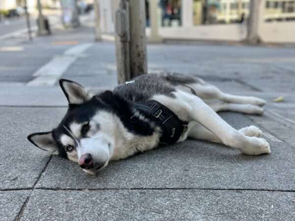 Siberian Husky Lying On A Sidewalk