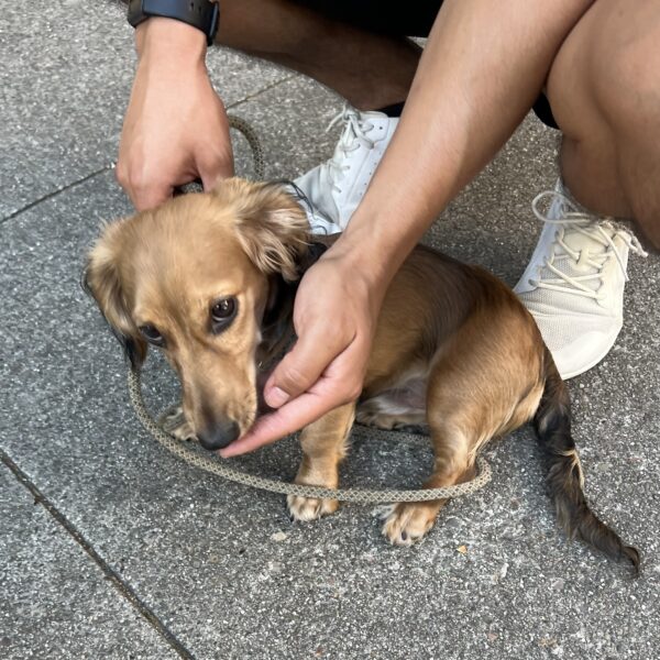 Dachshund Puppy Licking A Man's Hand