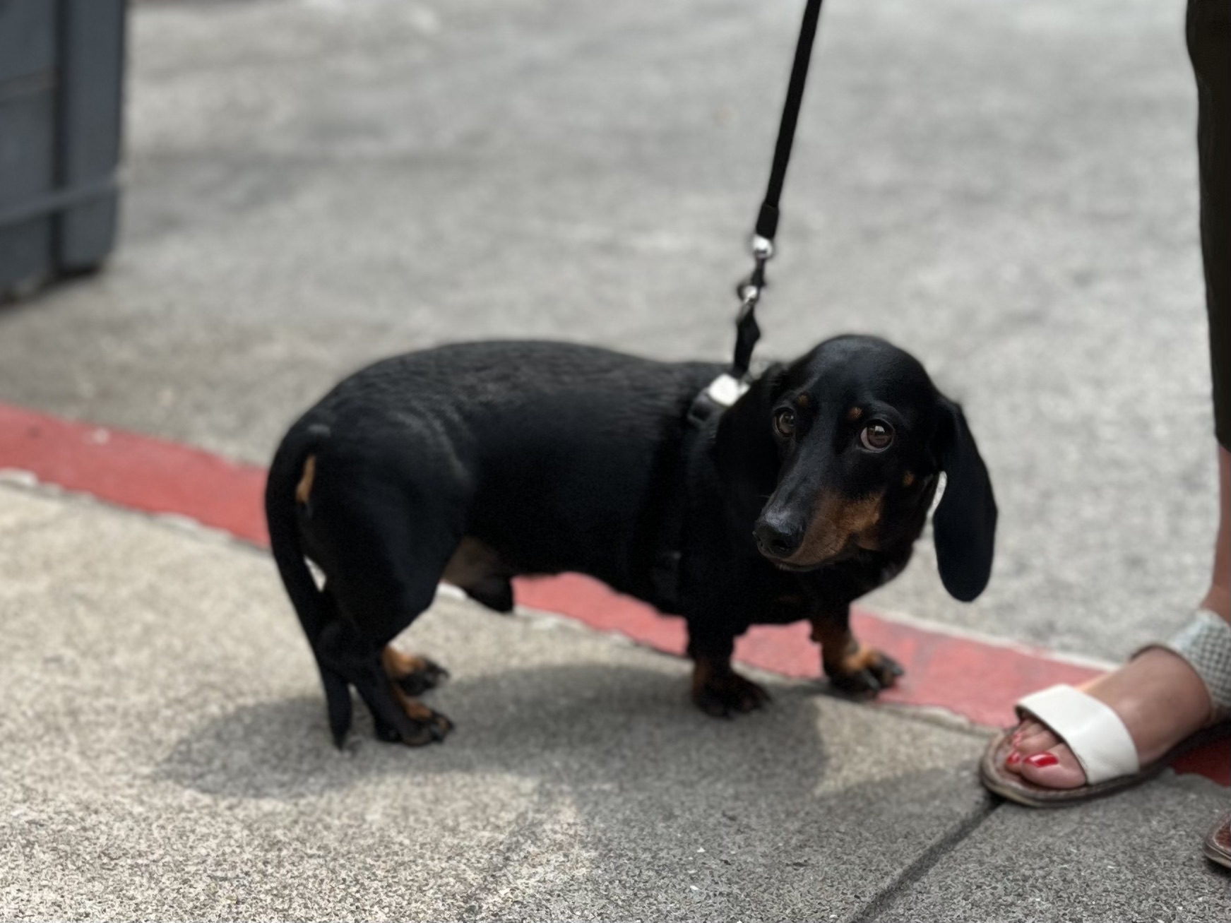Black And Tan Dachshund Looking Nervous