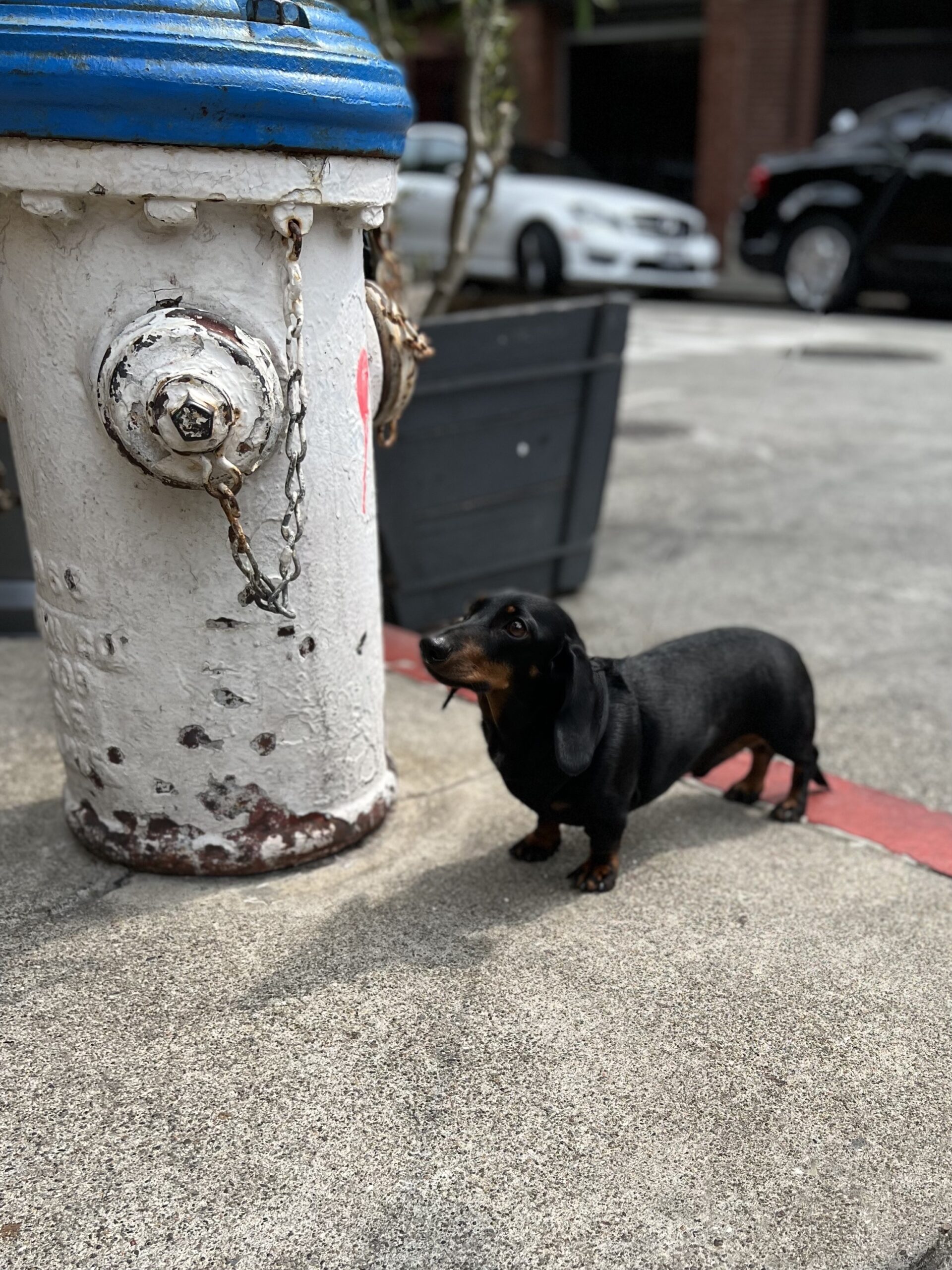 Black And Tan Miniature Dachshund Next To A Fire Hydrant