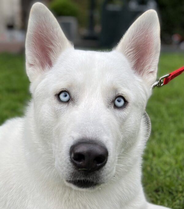 White Siberian Husky Mix With Blue Eyes Gazing Hypnotically Into The Camera