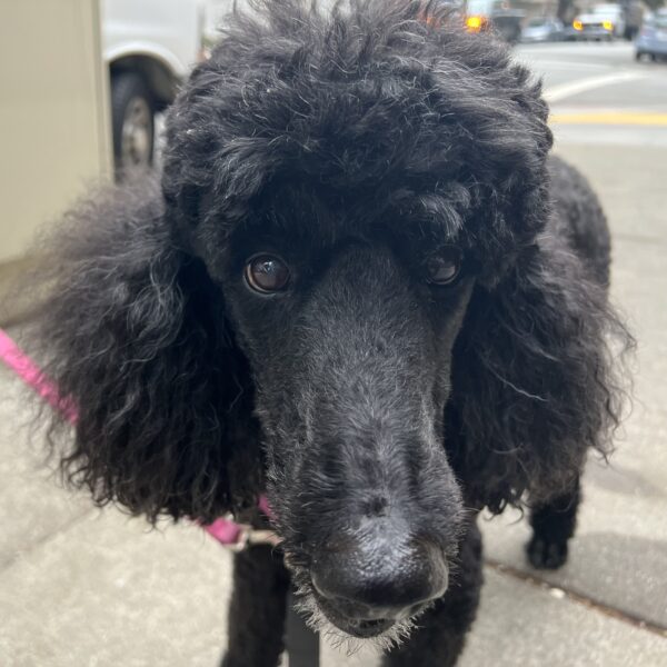 Old Black Poodle Looking Into Camera