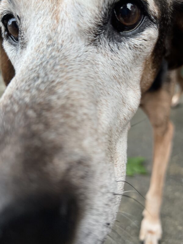 Old Black And Tan Coonhound Poking His Nose Into The Camera