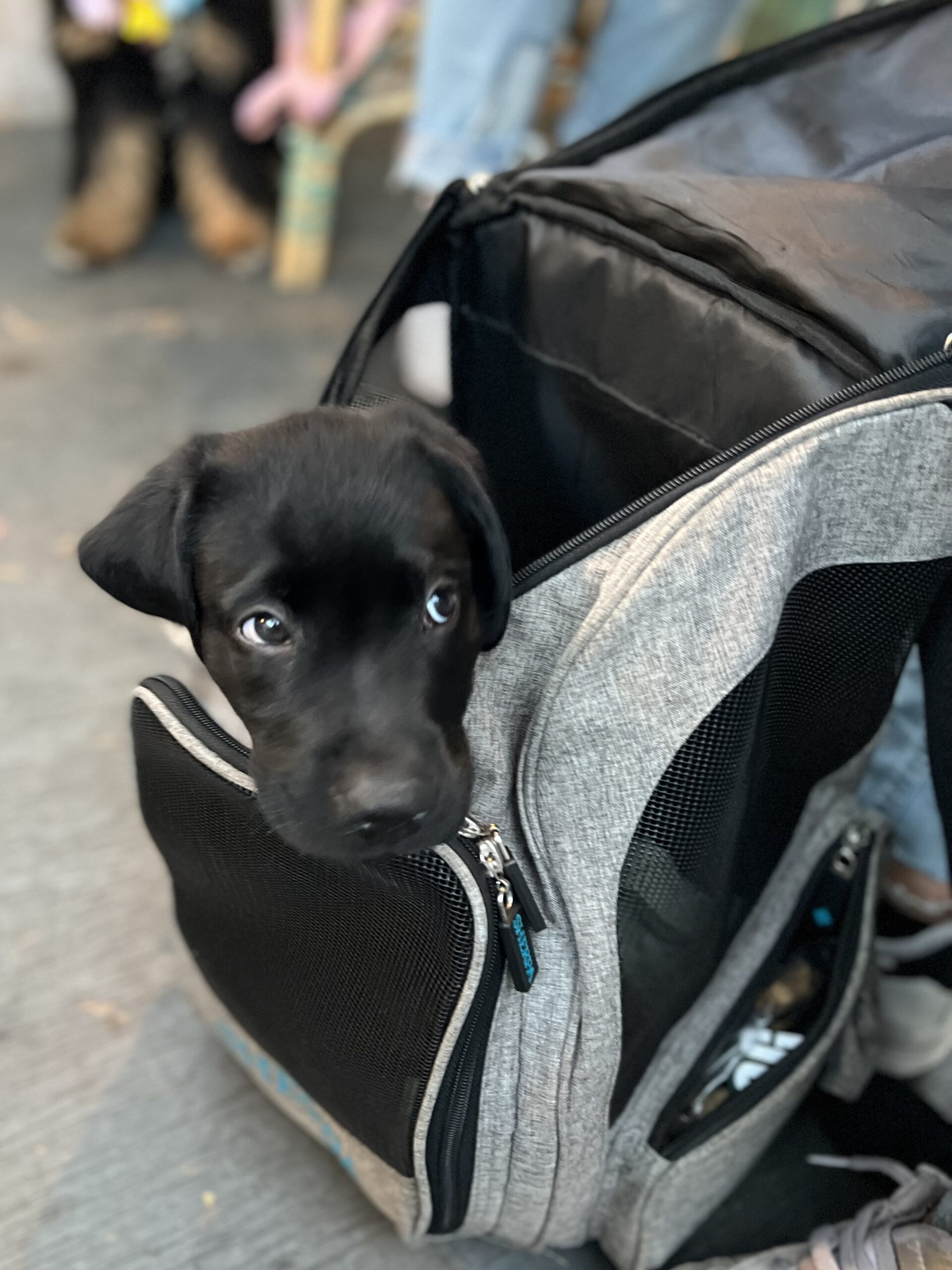 Small Black Labrador Retriever Puppy In A Backpack
