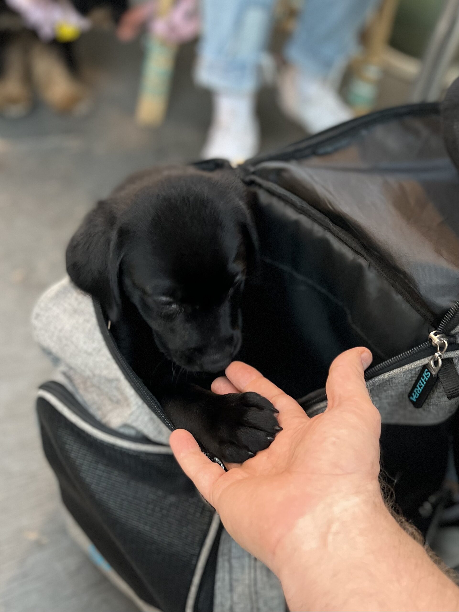 Photographer Holding The Paw Of A Little Black Labrador Retriever Puppy In A Backpack