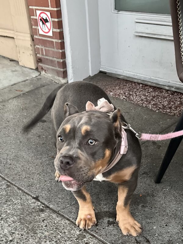 Brown And Tan American Bully Sticking Out Her Tongue
