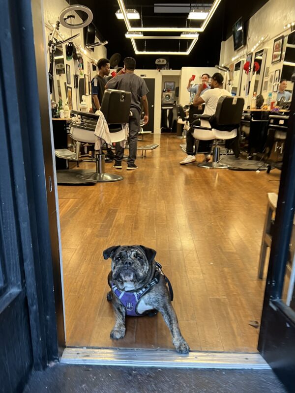 Bulldog Sitting In The Door Of A Barber Shop