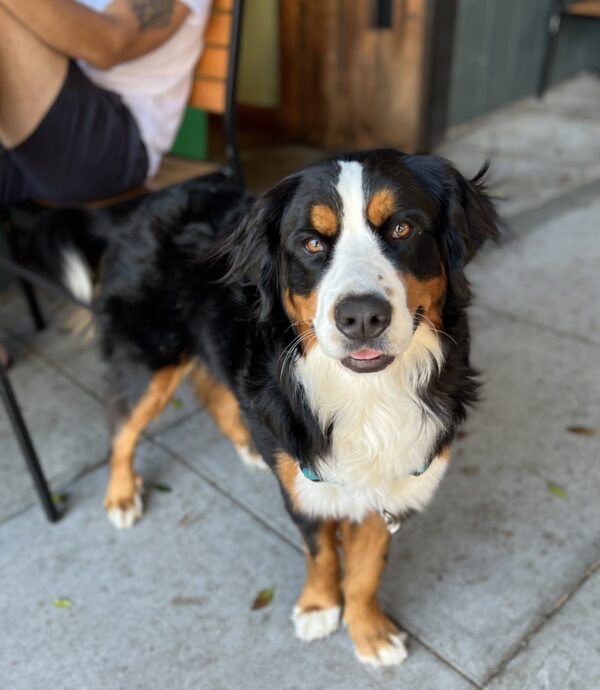 Small Bernese Mountain Dog Looking Happy