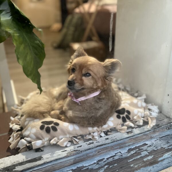 Unknown Mixed Breed Dog In Window