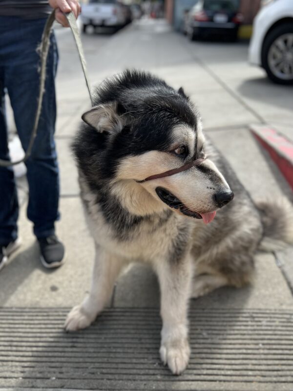 Alaskan Malamute Looking Intently To The Side