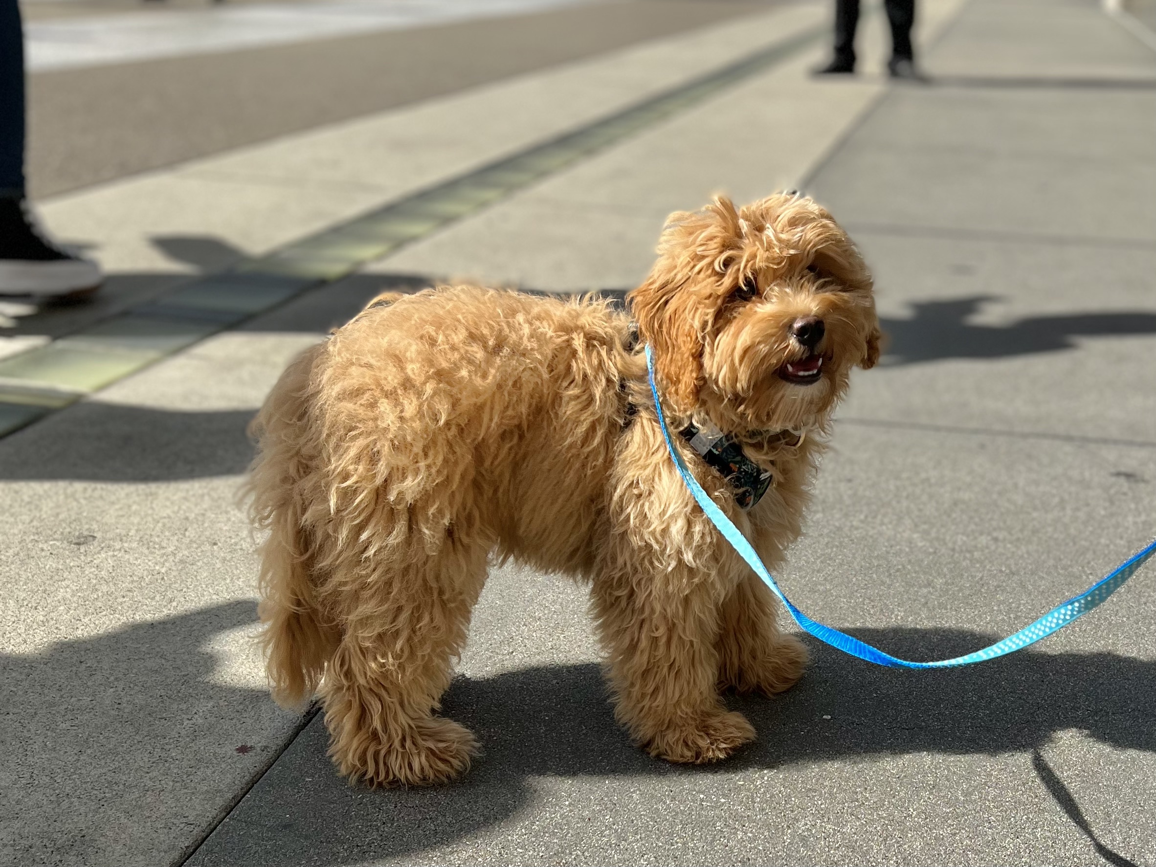 med sig opadgående sagging Dog of the Day: Reggie the Havanese Poodle Mix Puppy | The Dogs of San  Francisco